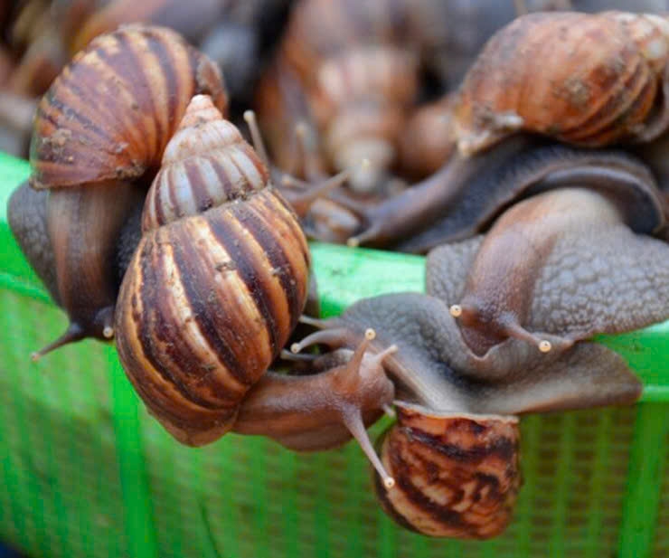Ốc ma “đáng ghét” thành đặc sản được săn lùng